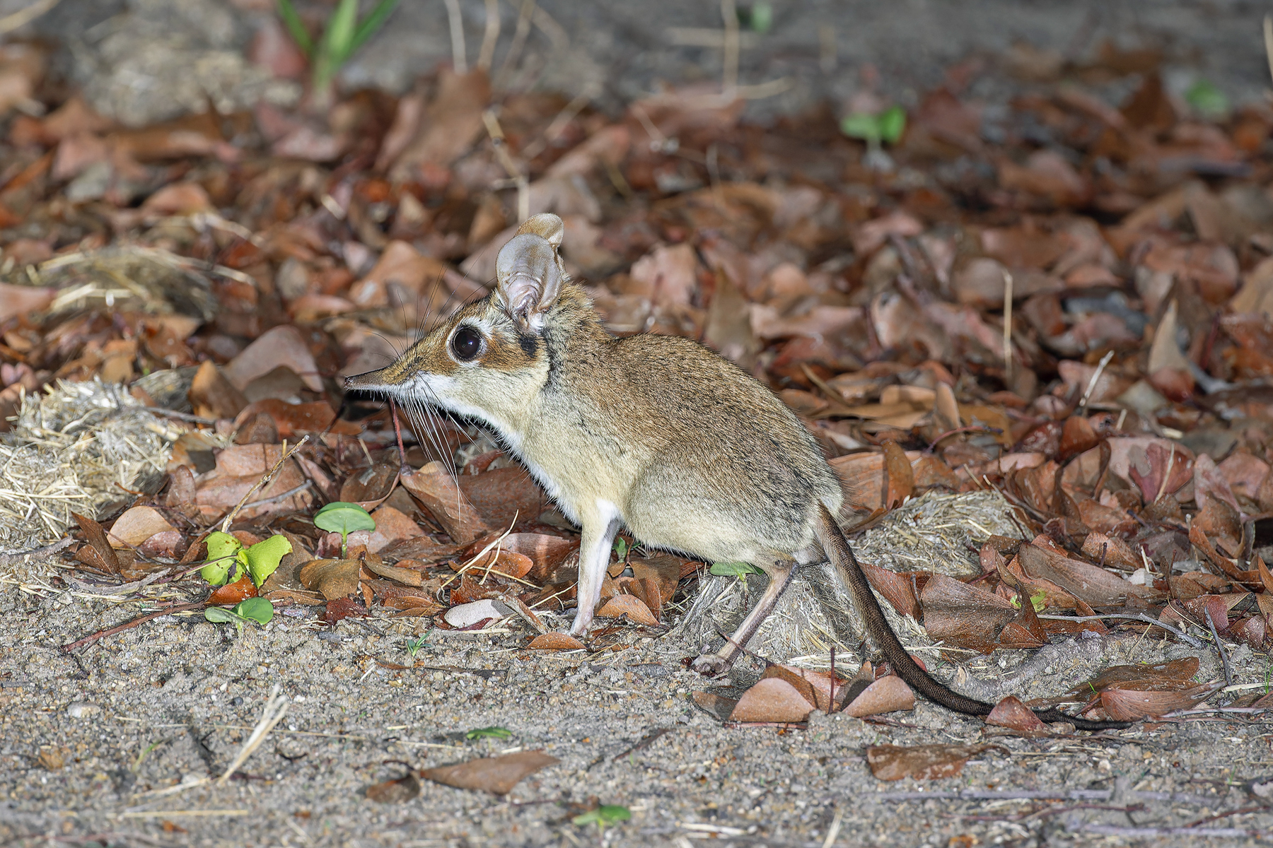 Four-toed Sengi (image by Pete Morris)