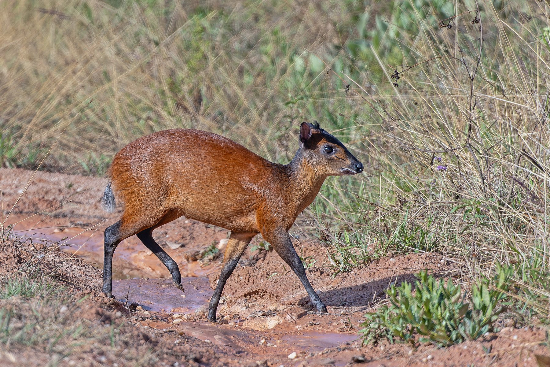 Harvey's Duiker (image by Pete Morris)