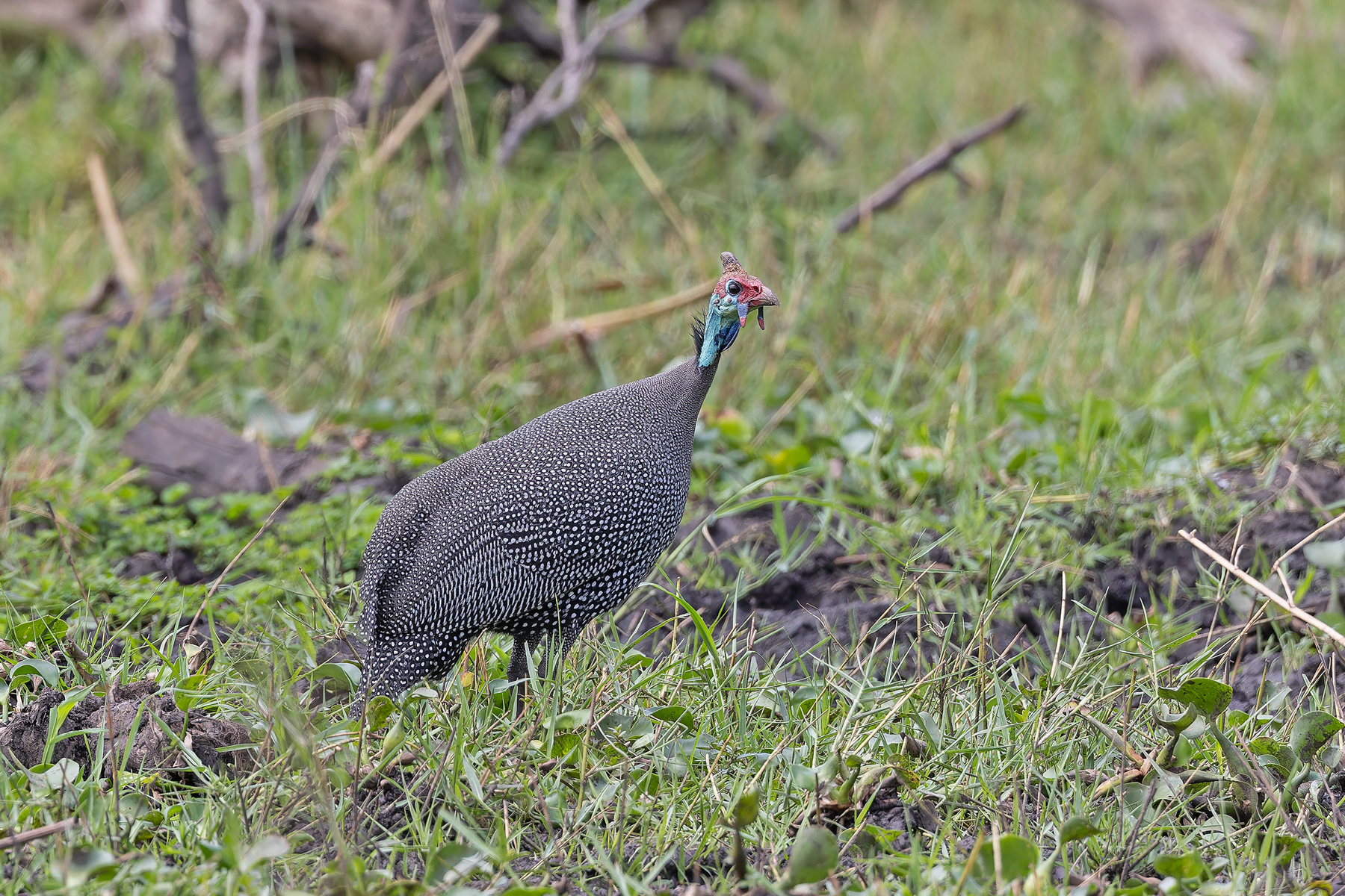 Helmeted Guineafowl (image by Pete Morris)