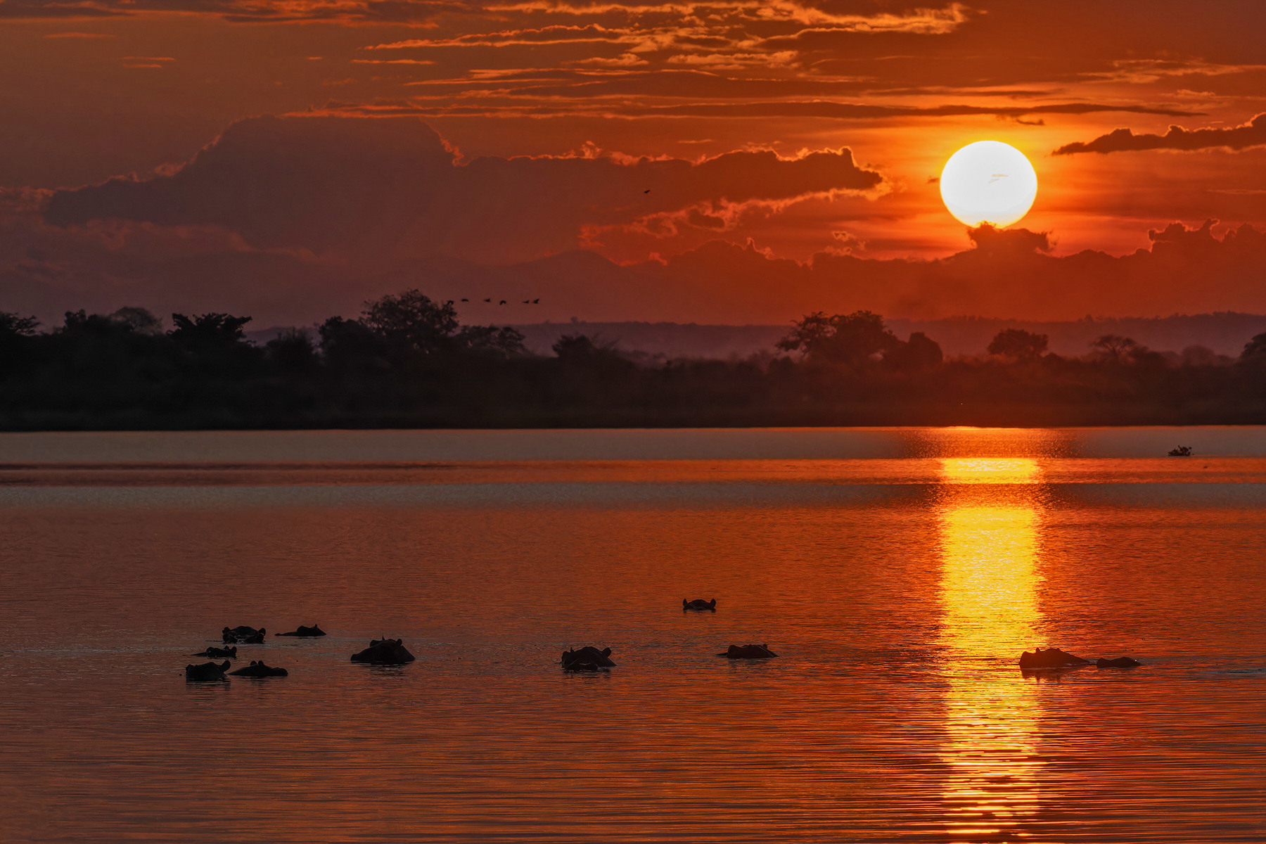 Hippopotami in the sunset (image by Pete Morris)