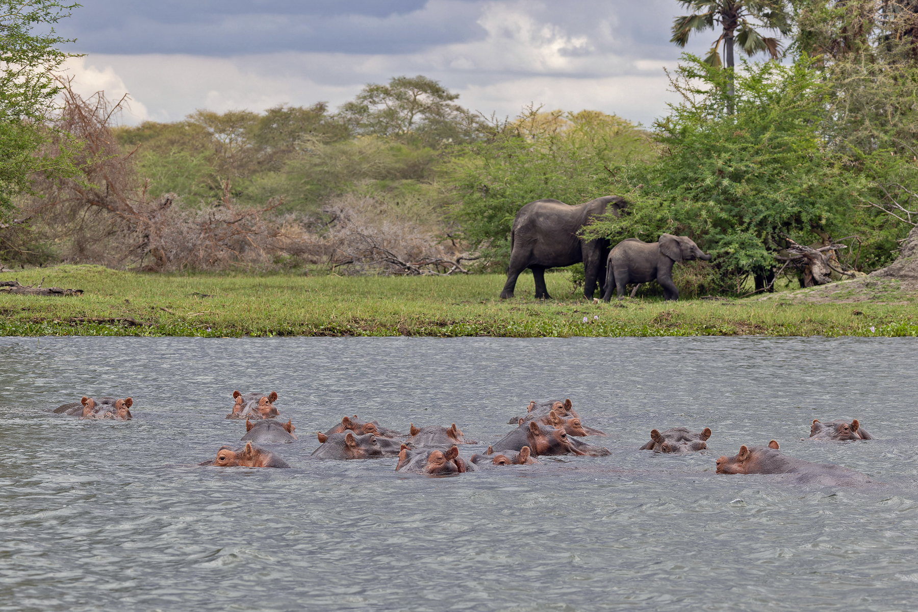 Hippopotami & African Elephants (image by Pete Morris)