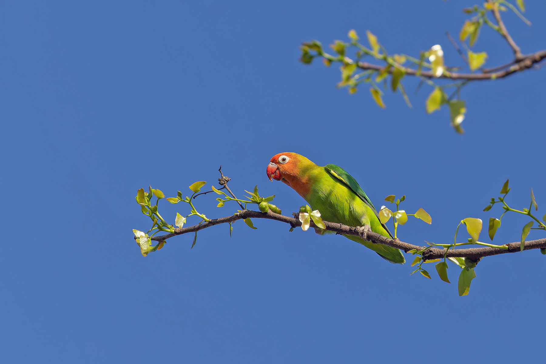 Lillian's Lovebird (image by Pete Morris)