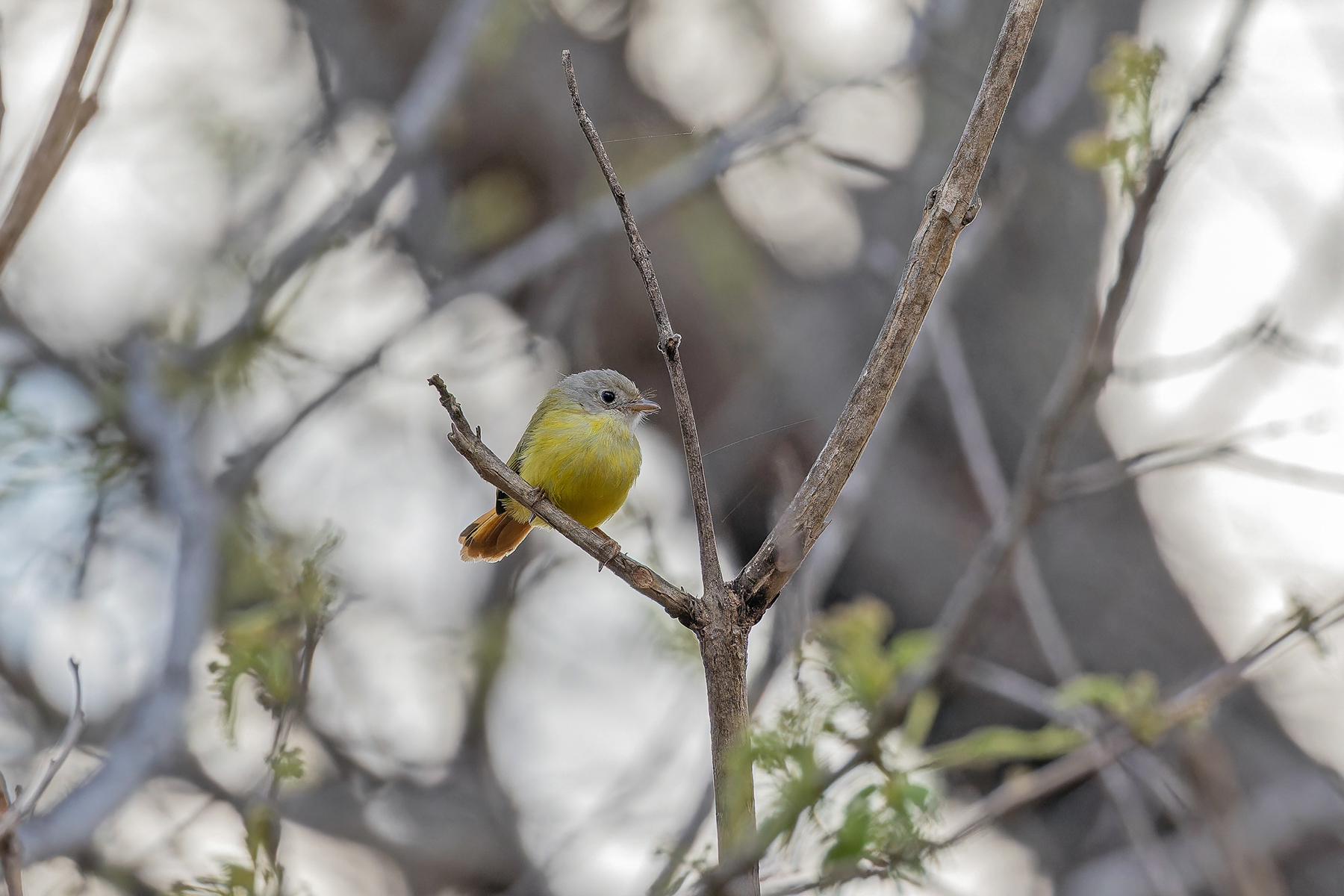 Livingstone's Flycatcher (image by Pete Morris)