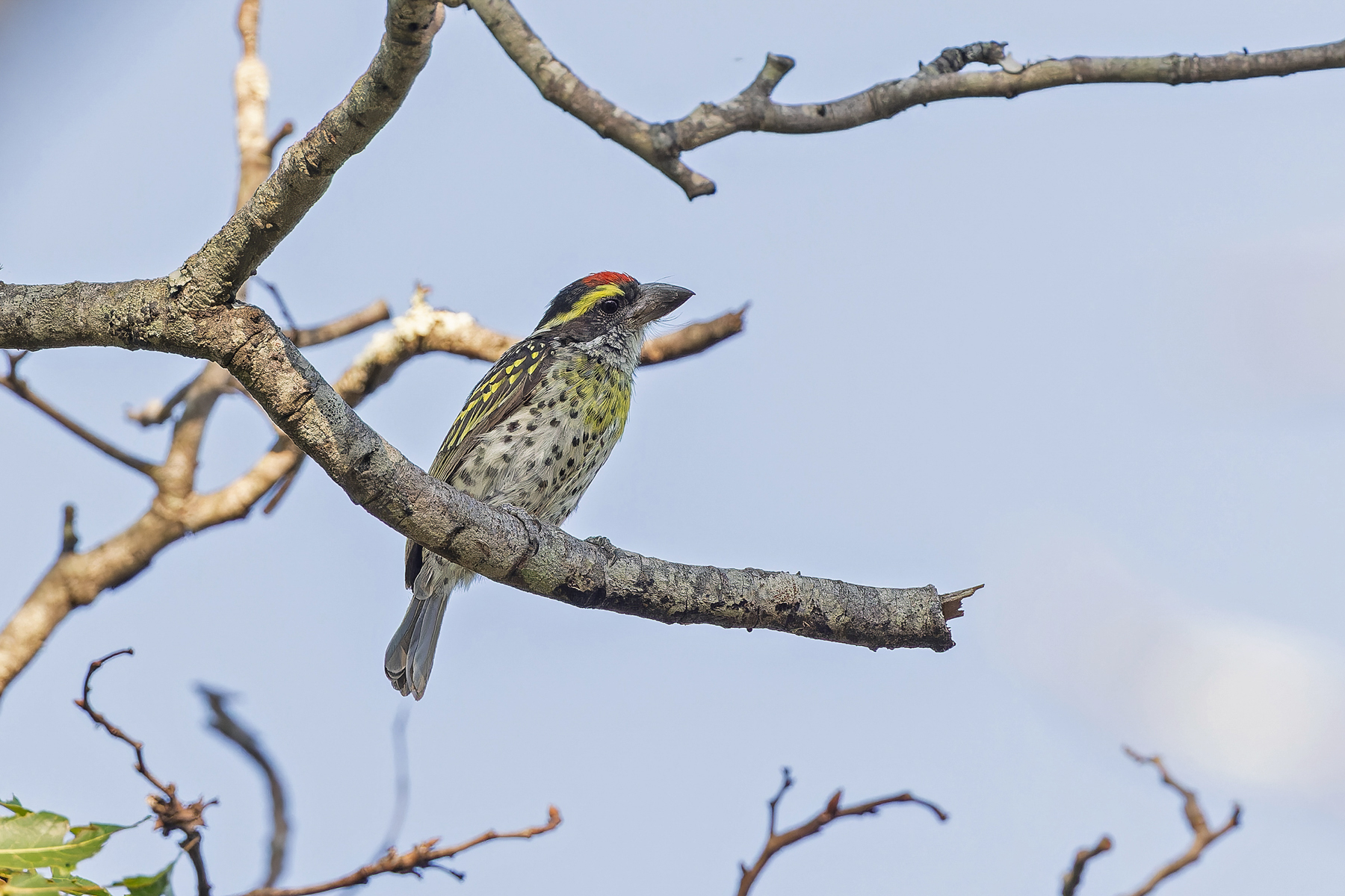Miombo Pied Barbet (image by Pete Morris)