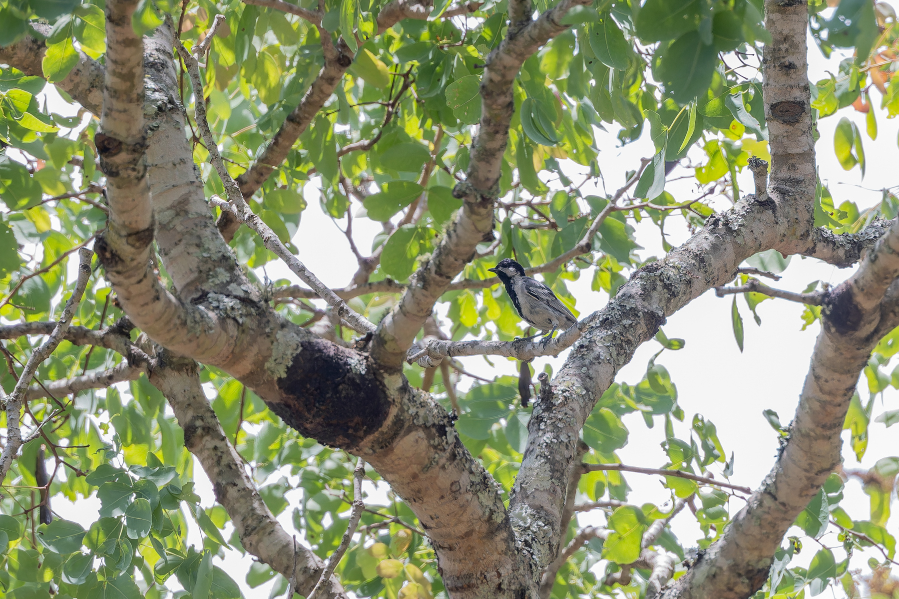 Miombo Tit (image by Pete Morris)
