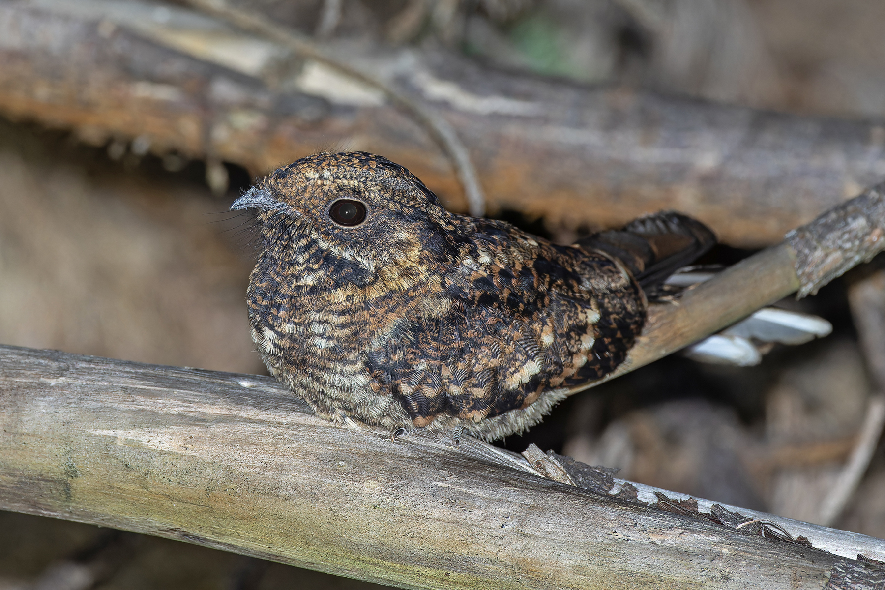 Montane Nightjar (image by Pete Morris)