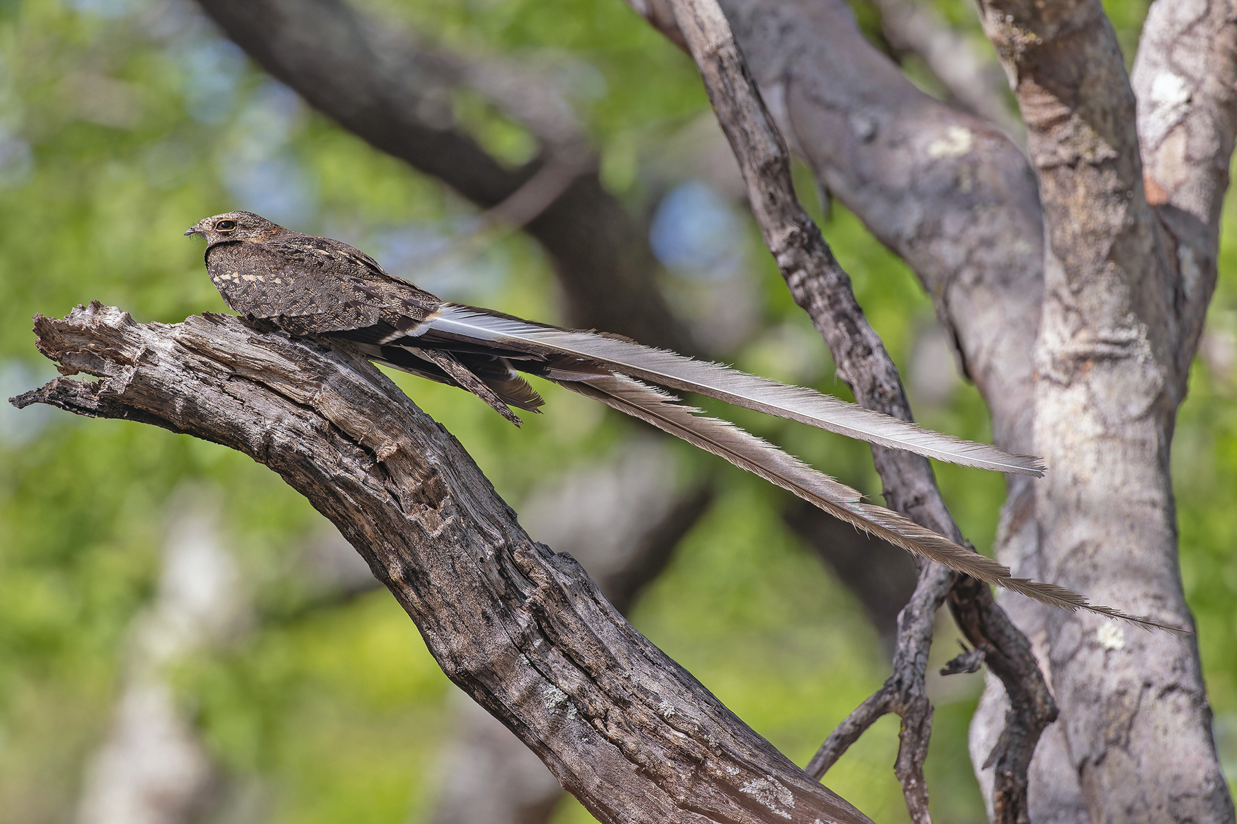 Pennant-winged Nightjar (image by Pete Morris)