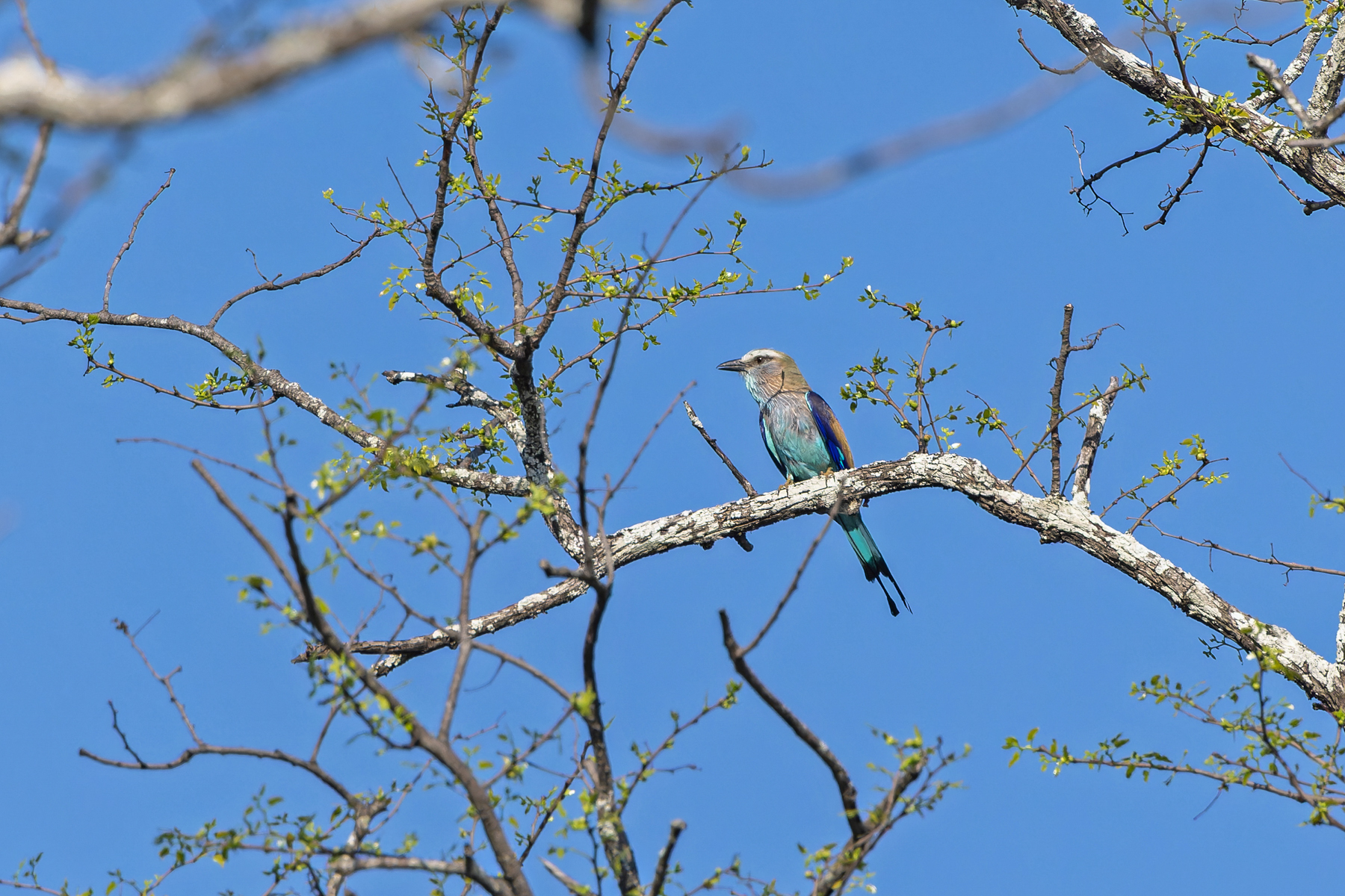 Racket-tailed Roller (image by Pete Morris)