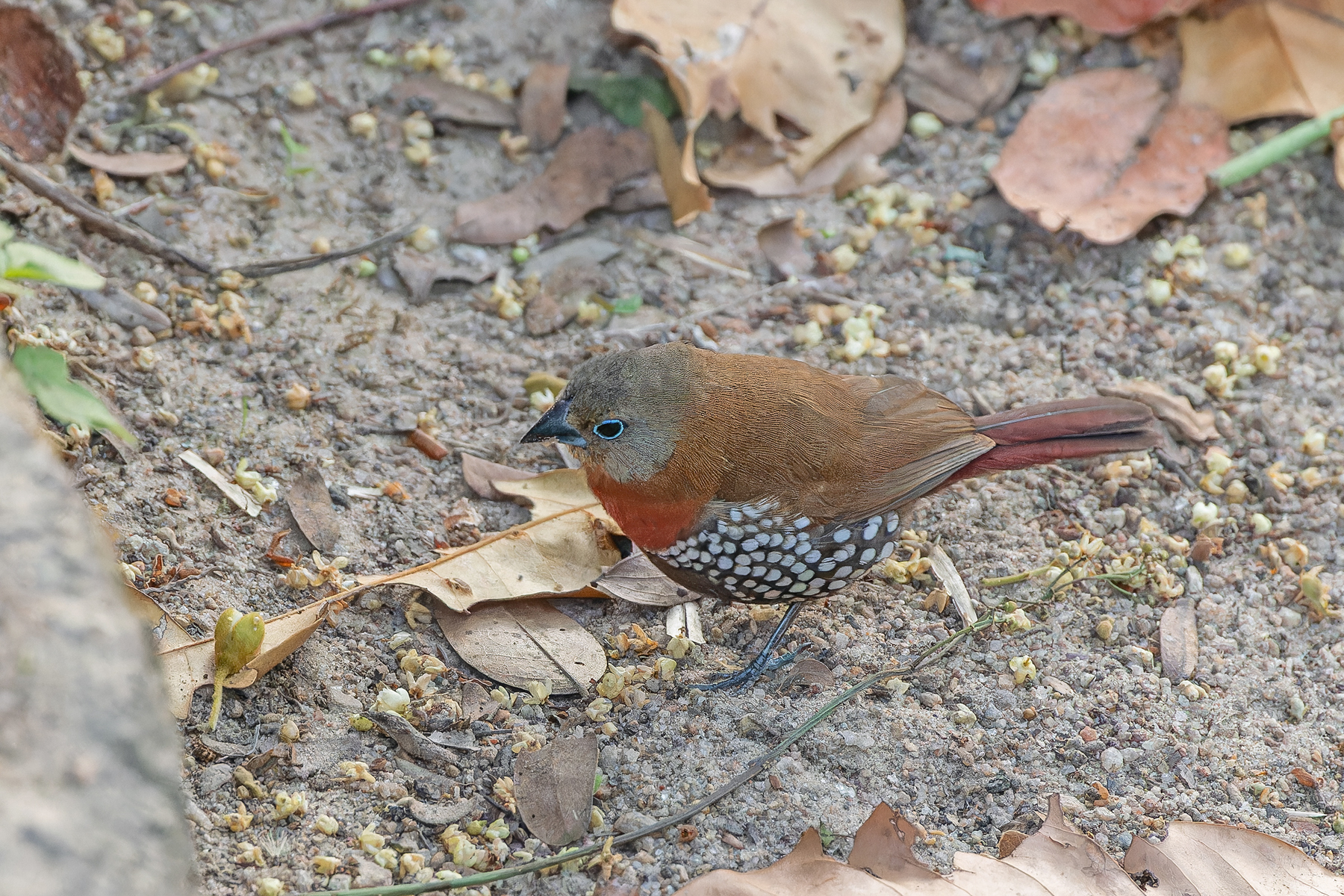 Red-throated Twinspot (image by Pete Morris)