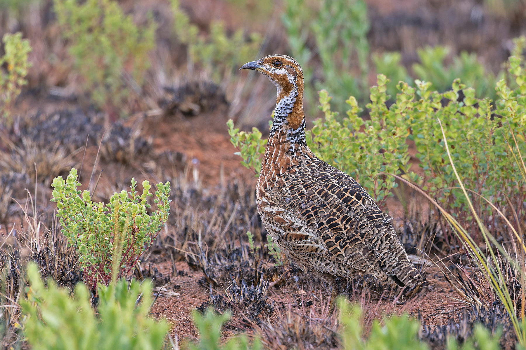 Red-winged Francolin (image by Pete Morris)