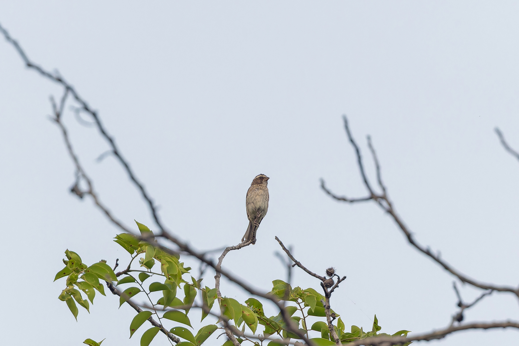 Reichard's Seedeater (image by Pete Morris)