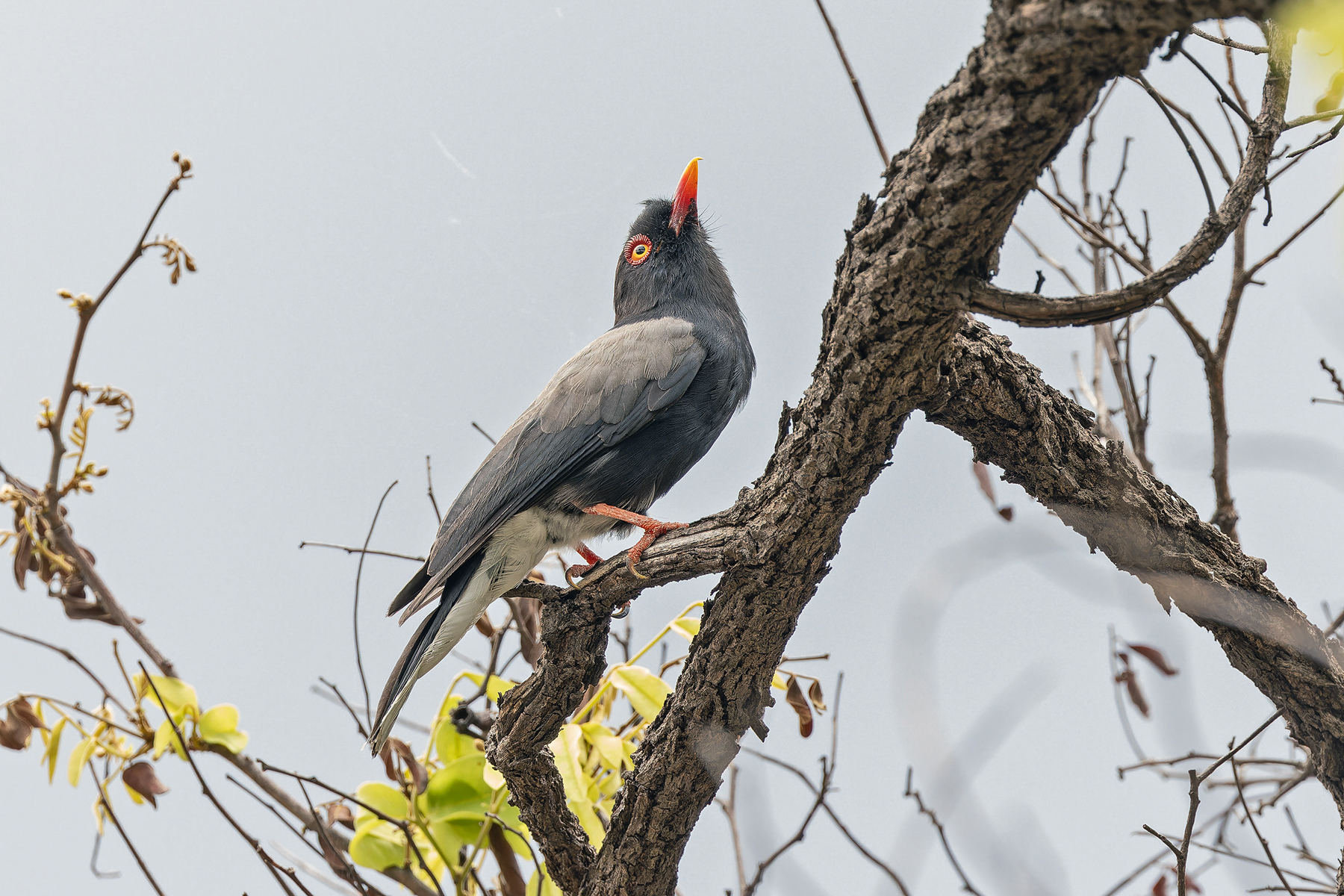 Retz's Helmetshrike (image by Pete Morris)