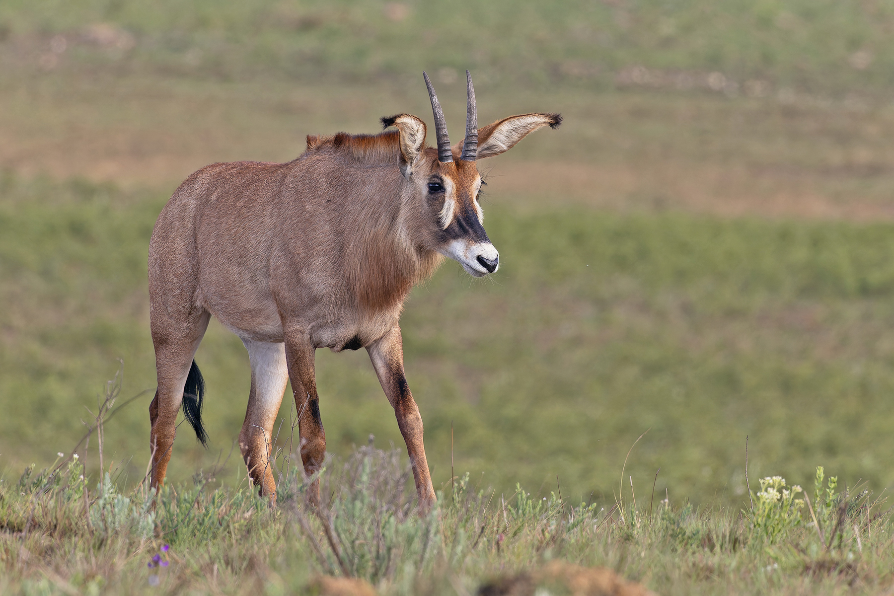 Roan (image by Pete Morris)
