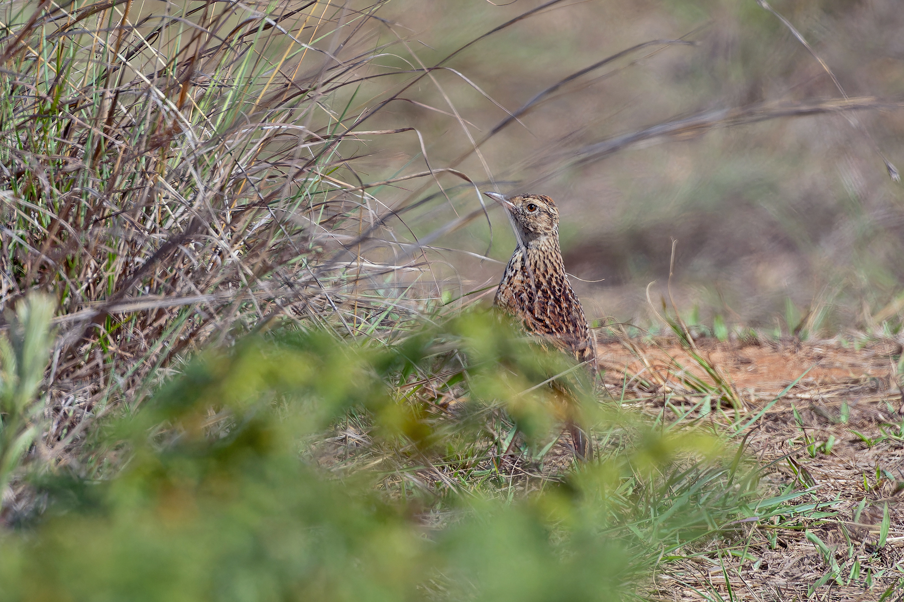 Rufous-naped (Nyika) Lark (image by Pete Morris)