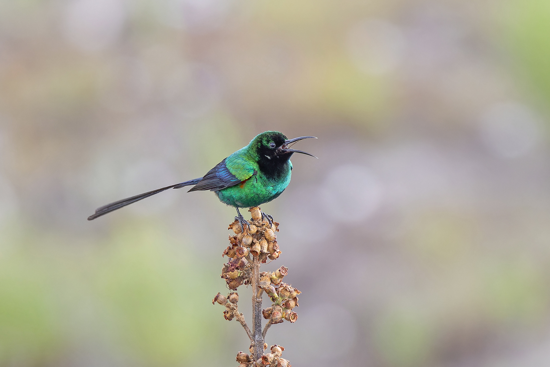 Scarlet-tufted Sunbird (image by Pete Morris)