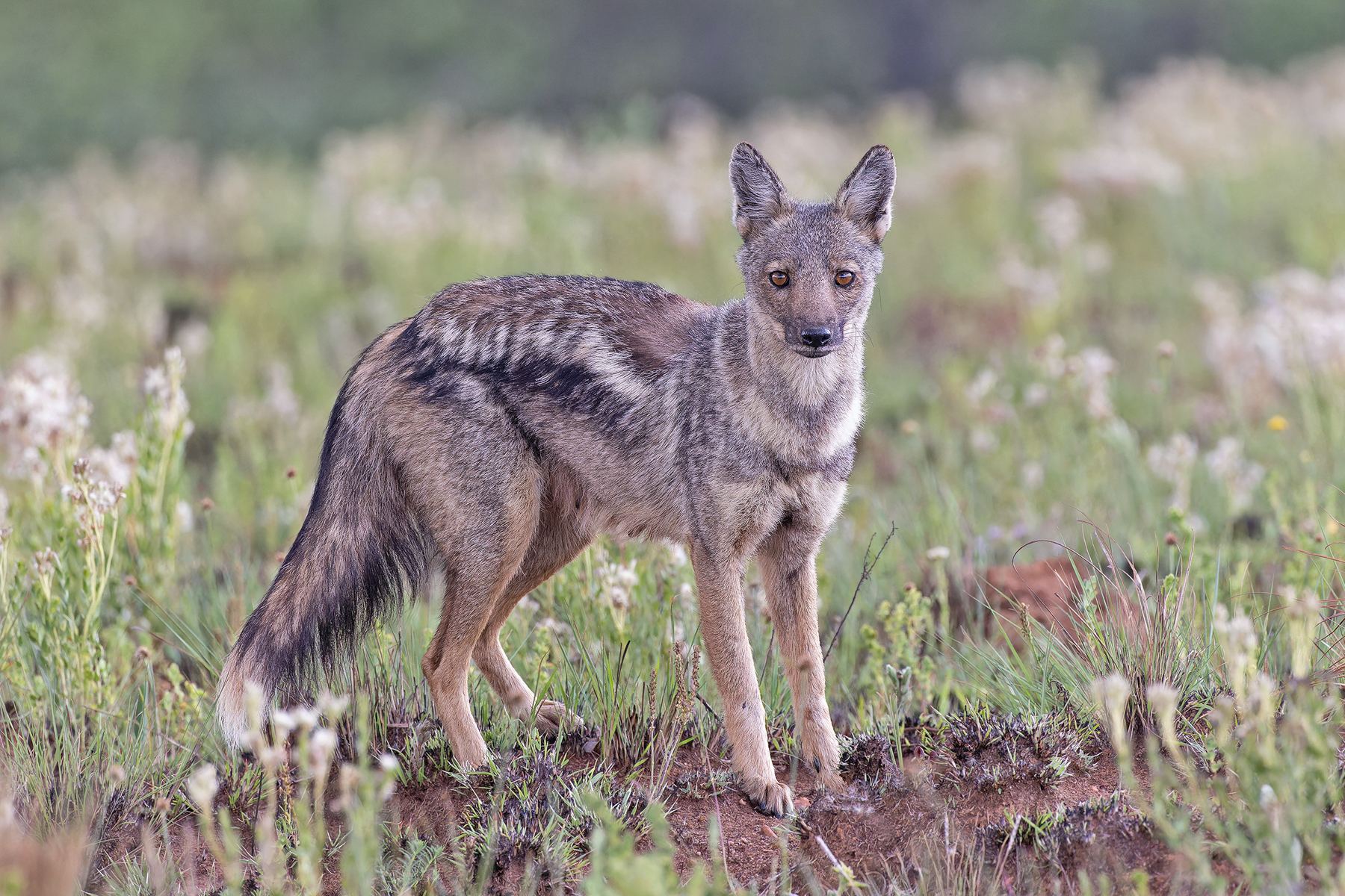 Side-striped Jackal (image by Pete Morris)