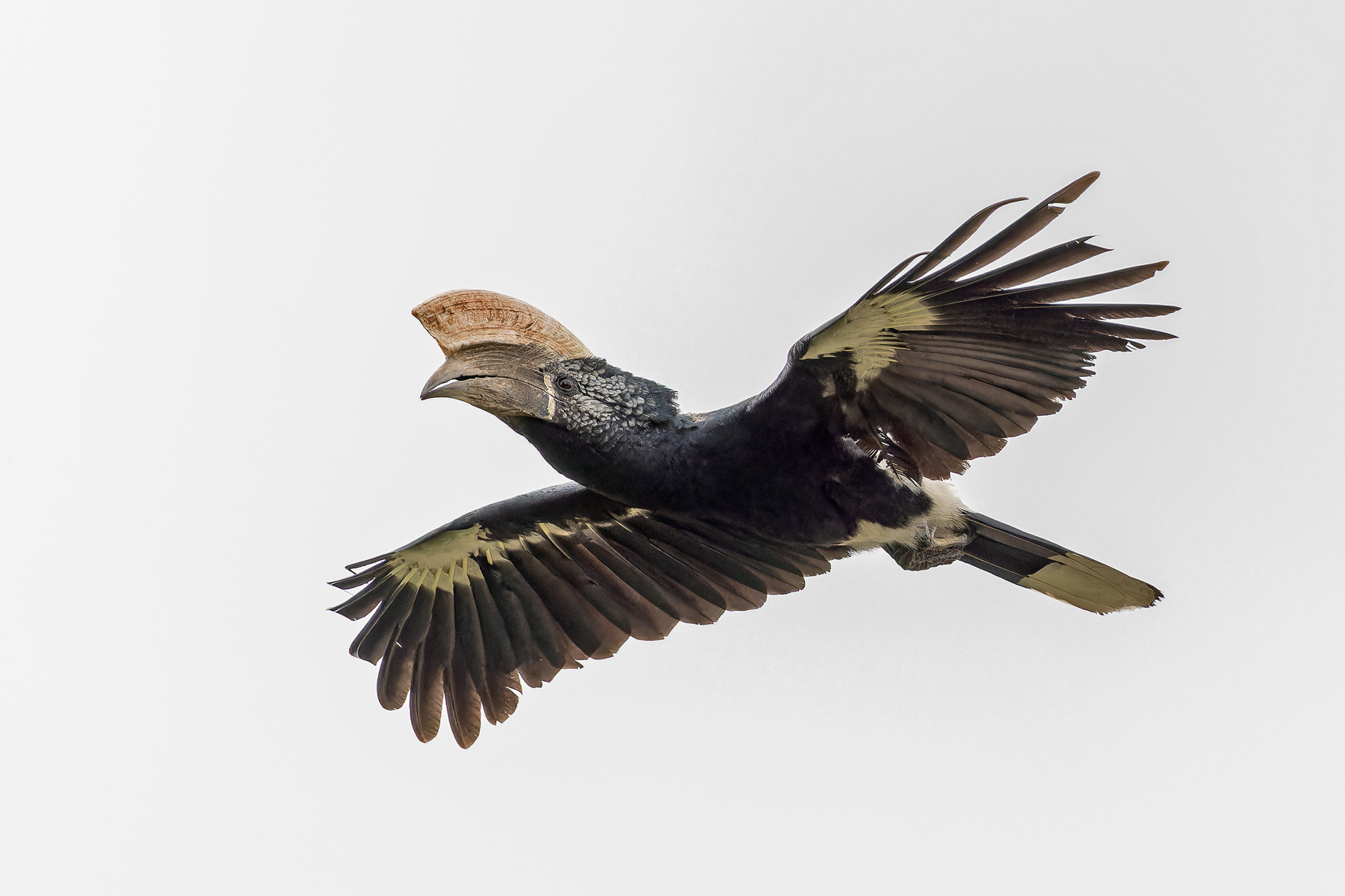 Silvery-cheeked Hornbill (image by Pete Morris)