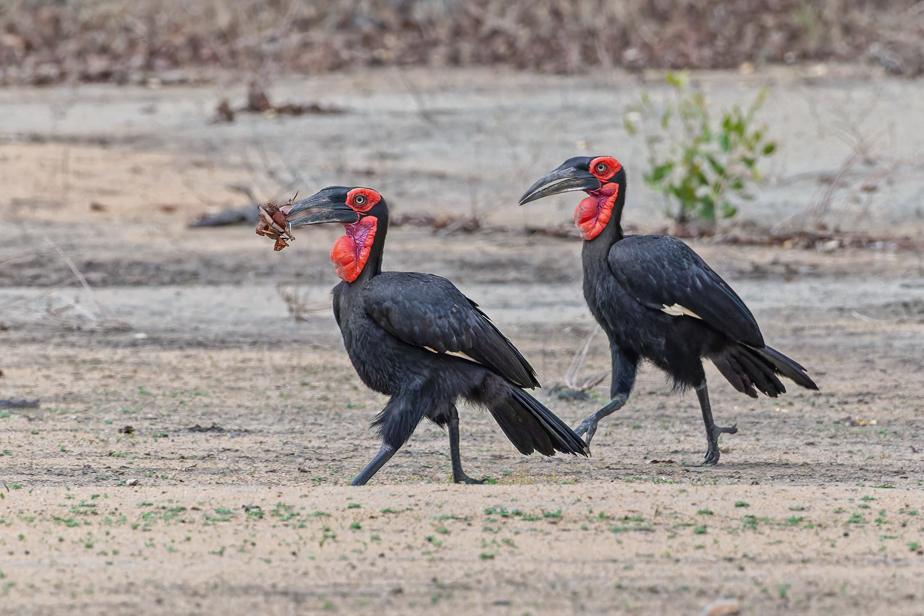 Southern Ground Hornbills (image by Pete Morris)