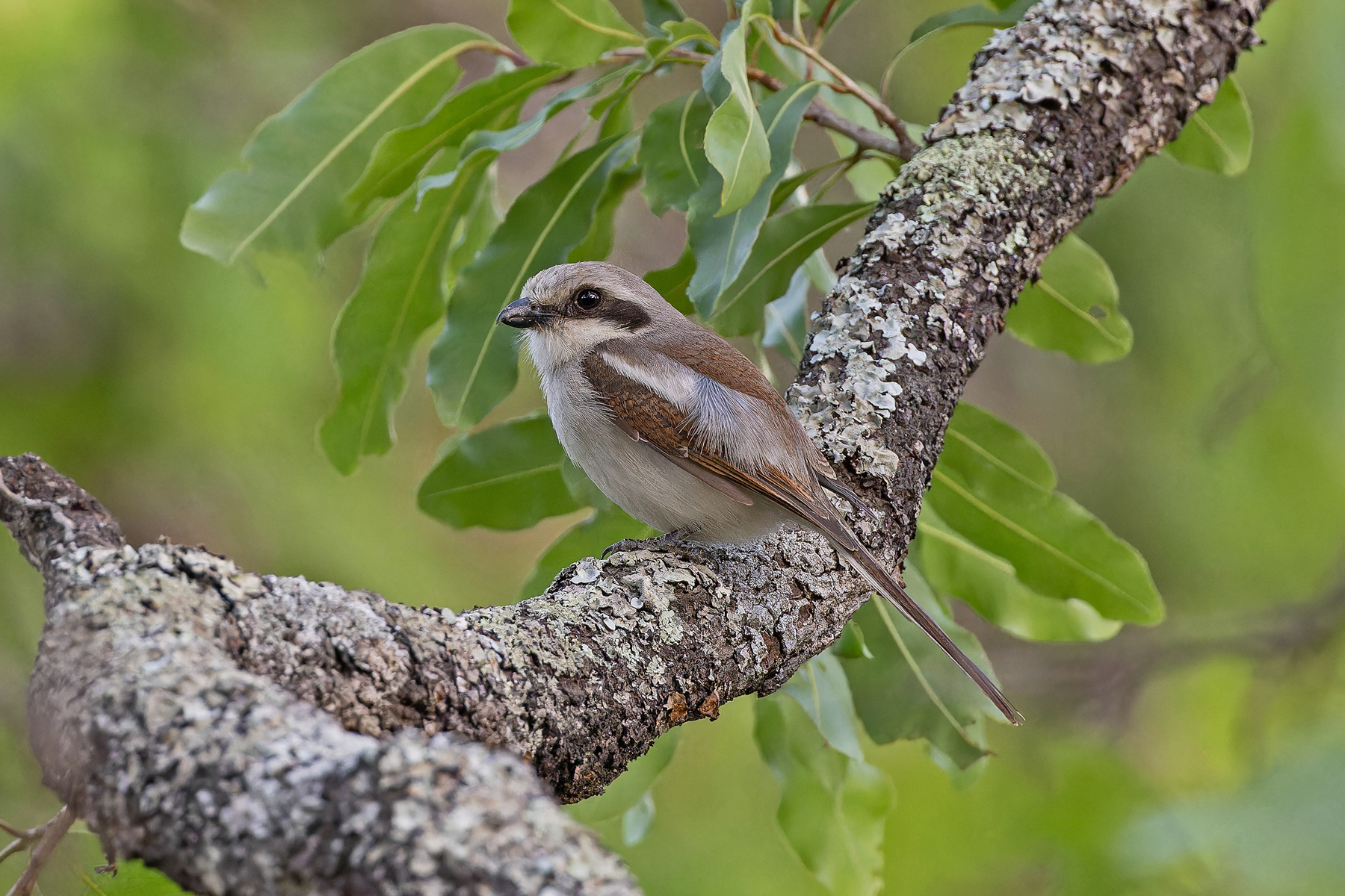 Souza's Shrike (image by Pete Morris)