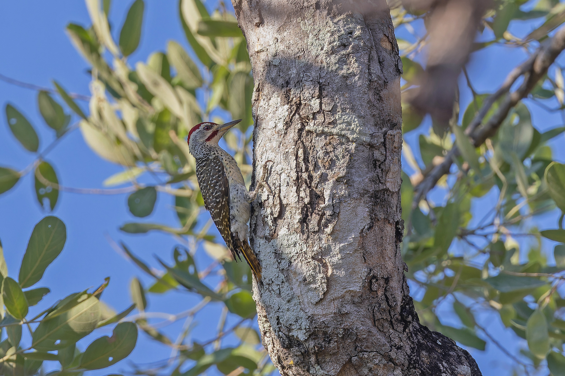 Speckle-throated Woodpecker (image by Pete Morris)