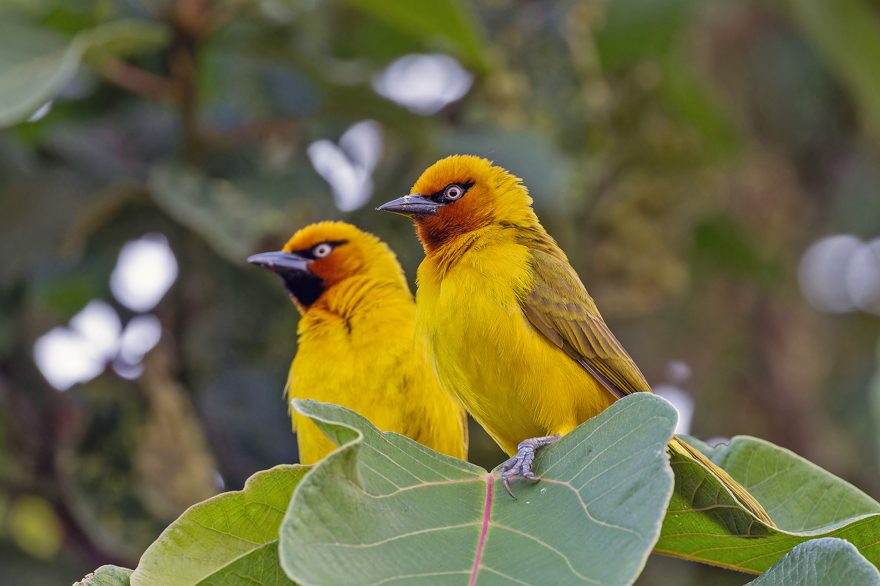 Spectacled Weaver (image by Pete Morris)