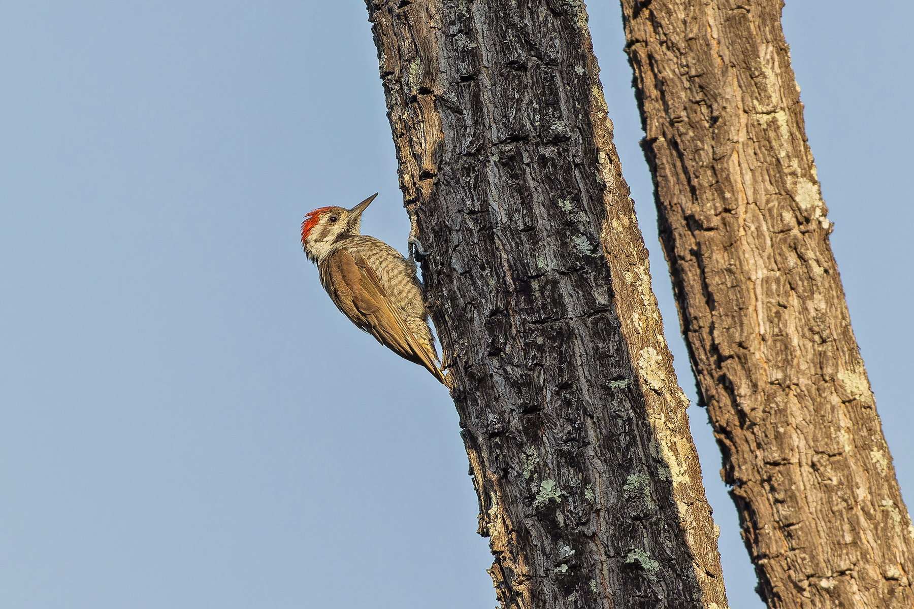 Stierling's Woodpecker (image by Pete Morris)
