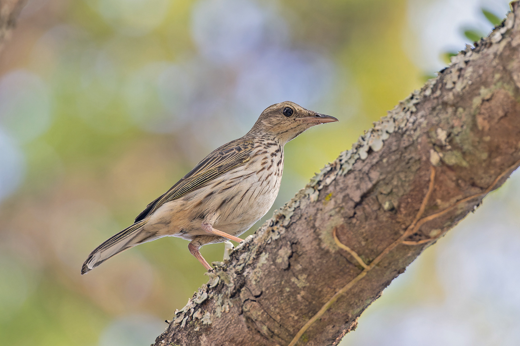 Striped Pipit (image by Pete Morris)
