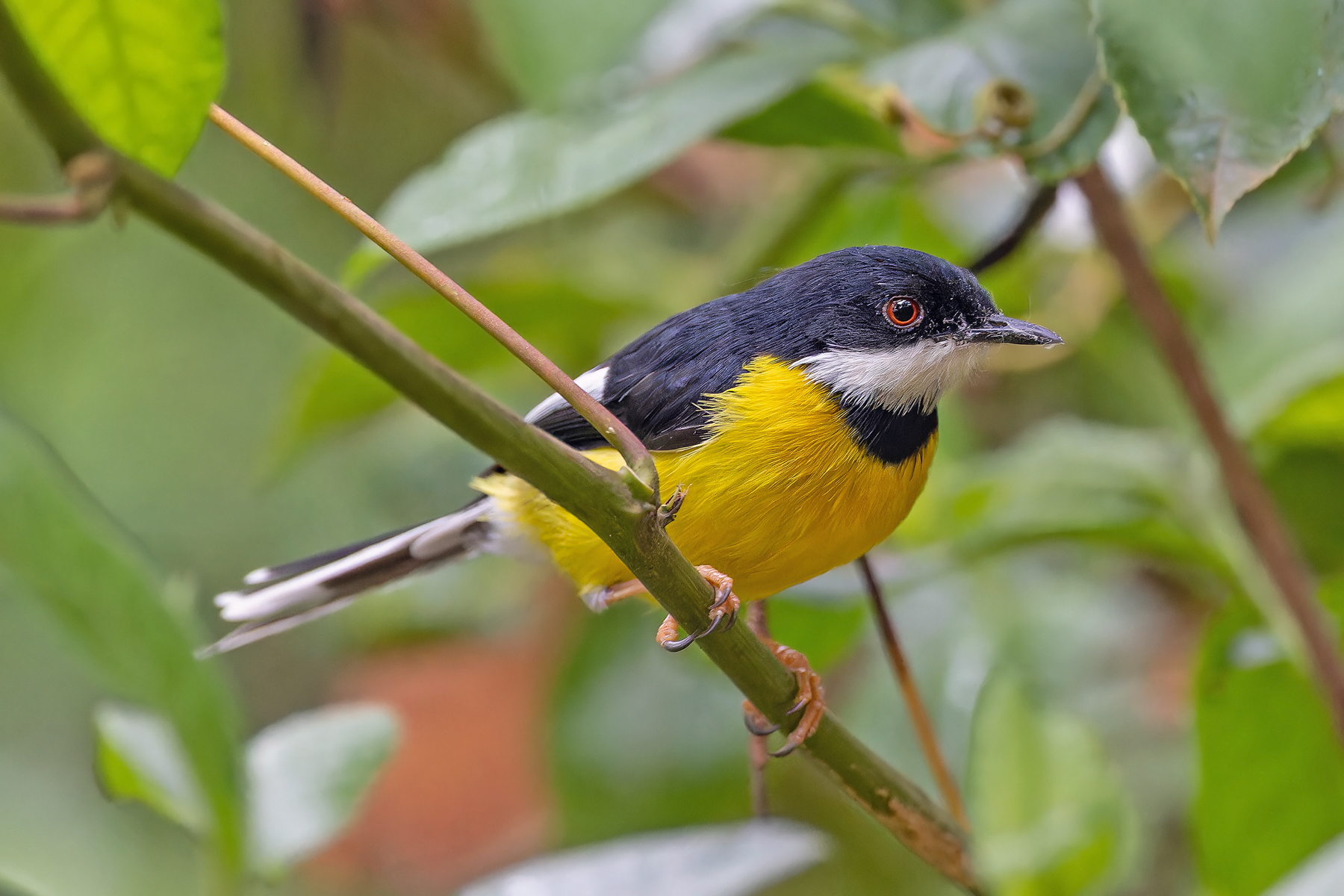 White-winged Apalis (image by Pete Morris)