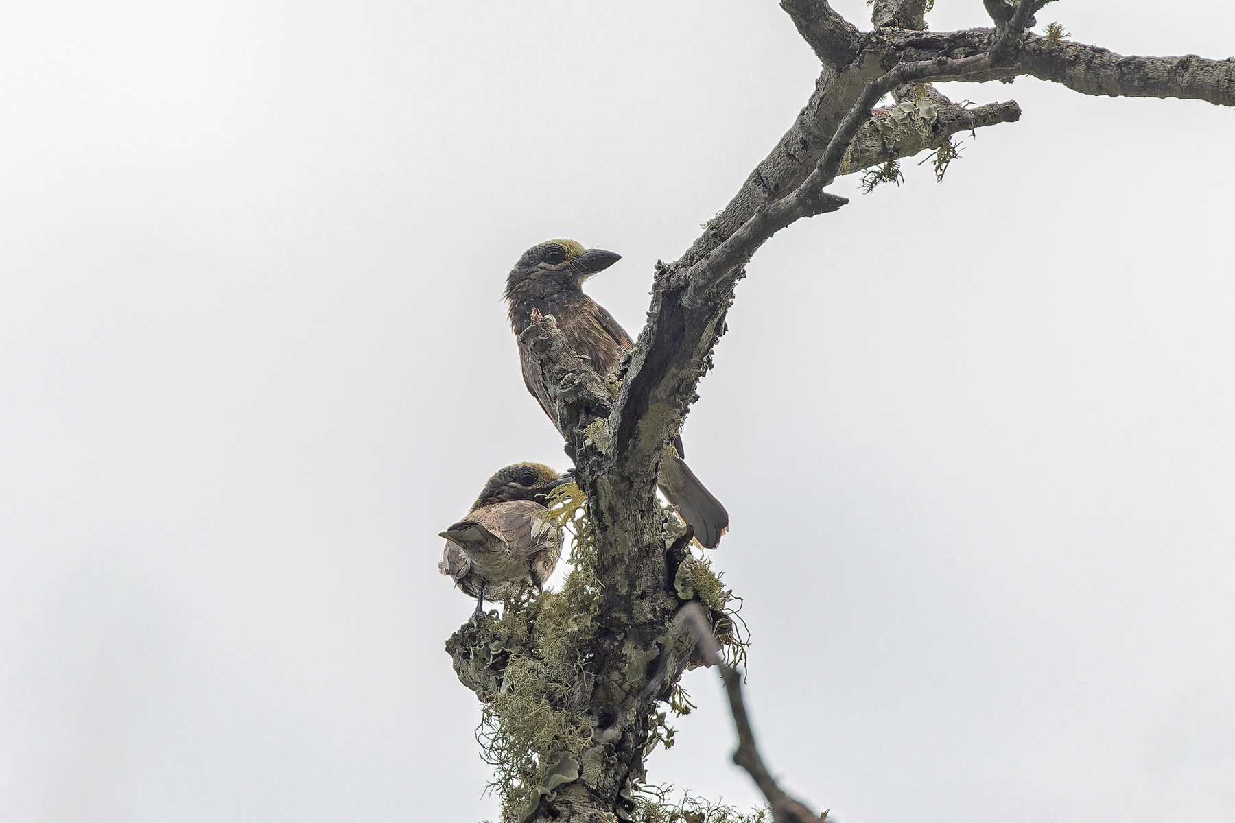 Whyte's Barbets (image by Pete Morris)