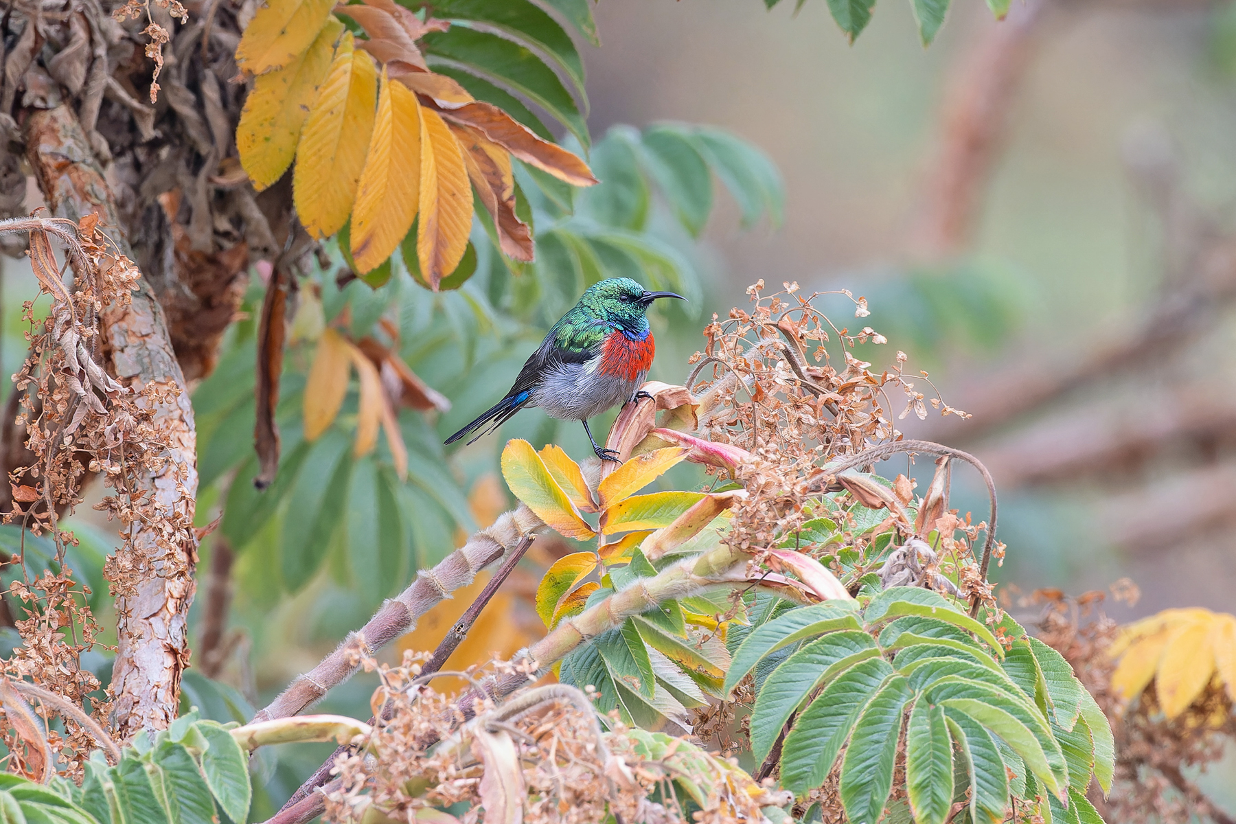 Whyte's Double-collared Sunbird (image by Pete Morris)