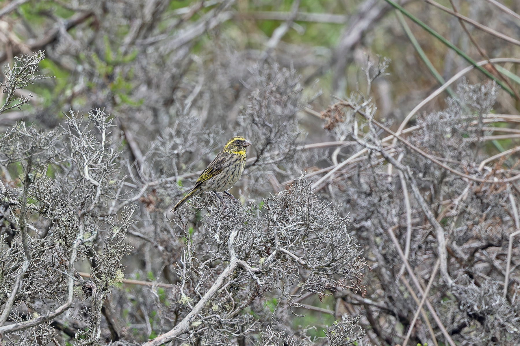 Yellow-browed Seedeater (image by Pete Morris)