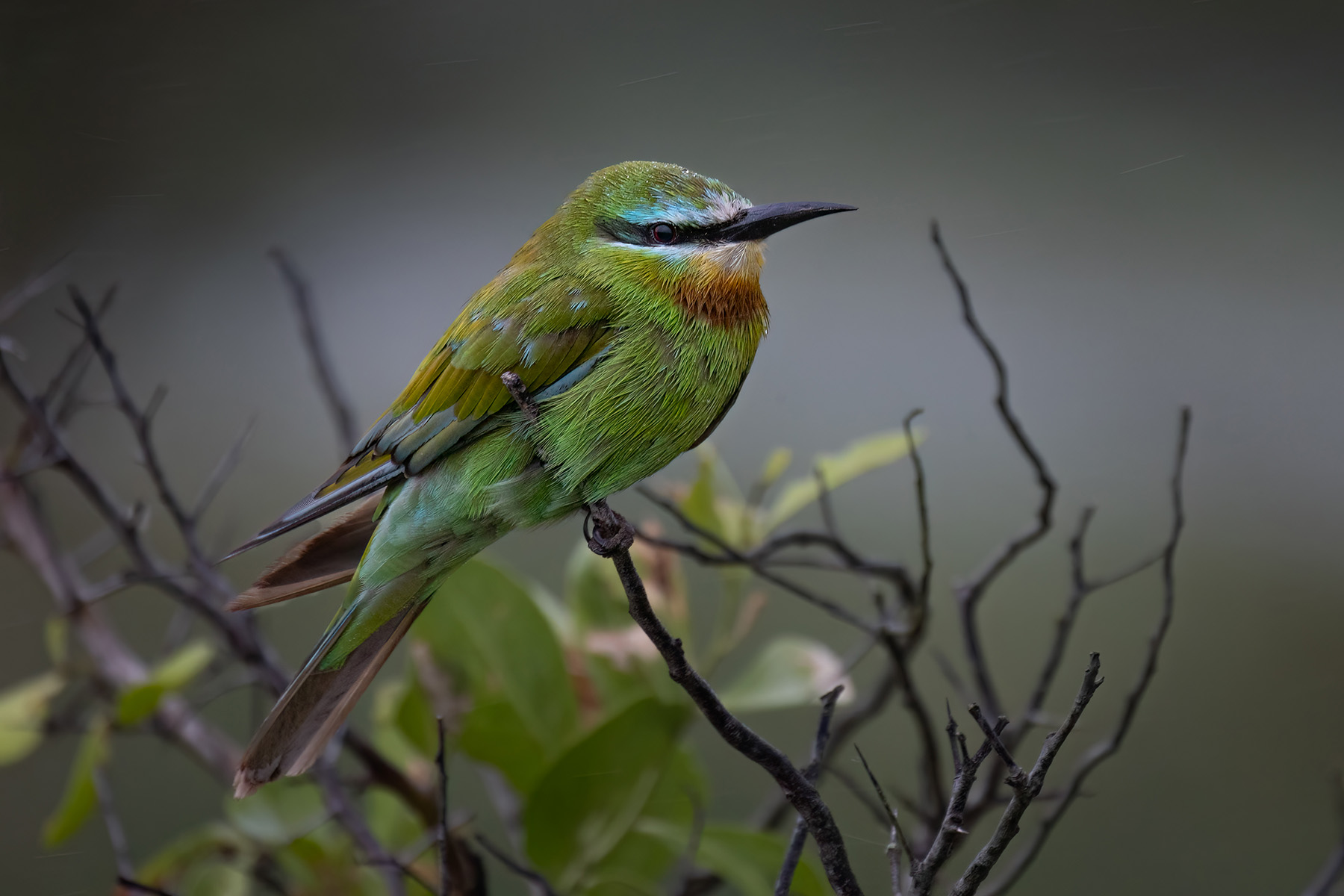 Blue-cheeked Bee-eater (image by Simon Mitchell)
