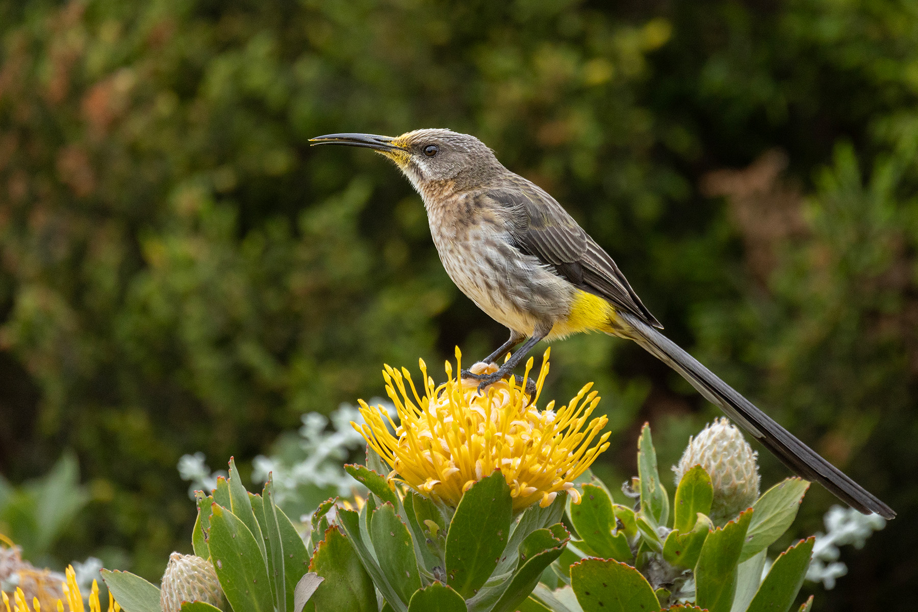 Cape Sugarbird (image by Simon Mitchell)