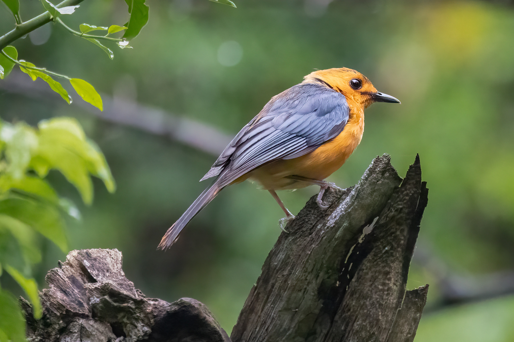 Red-capped Robin-Chat (image by Simon Mitchell)