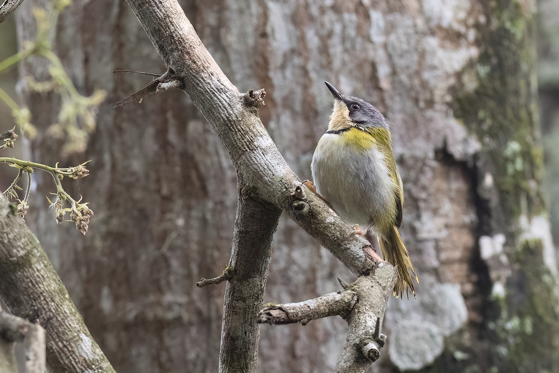 Rudd's Apalis (image by Simon Mitchell)
