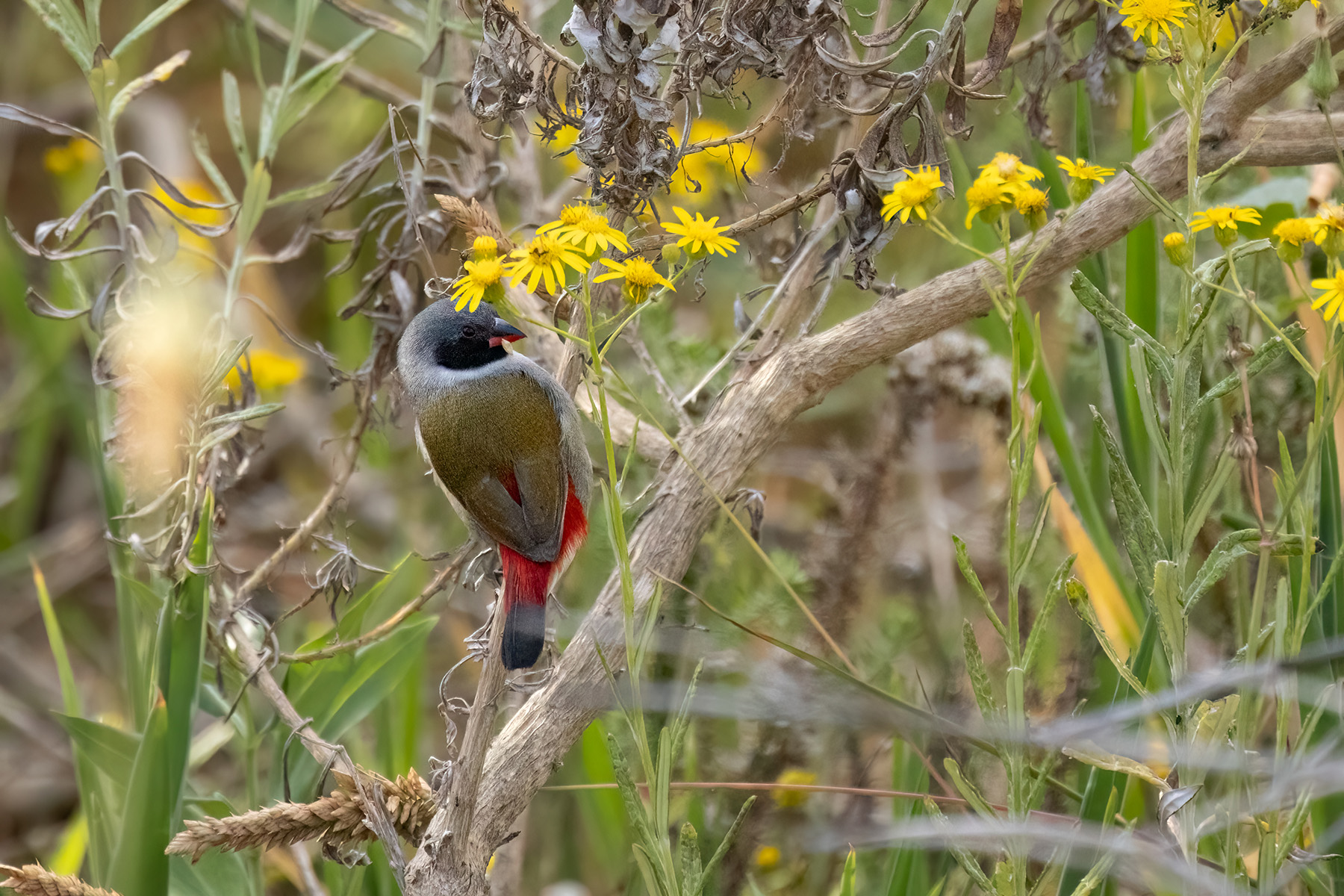 Swee Waxbill (image by Simon Mitchell)