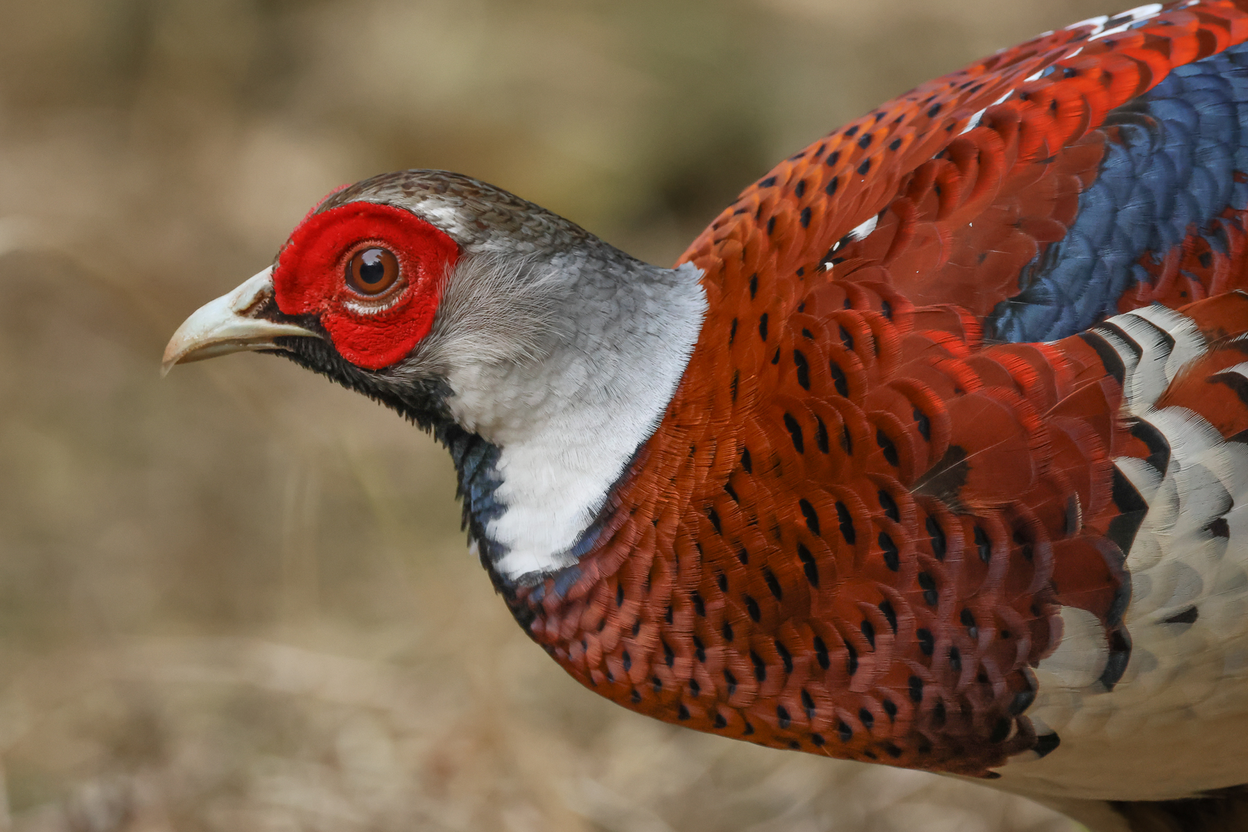 Elliot's Pheasant (image by Vincent van der Spek)