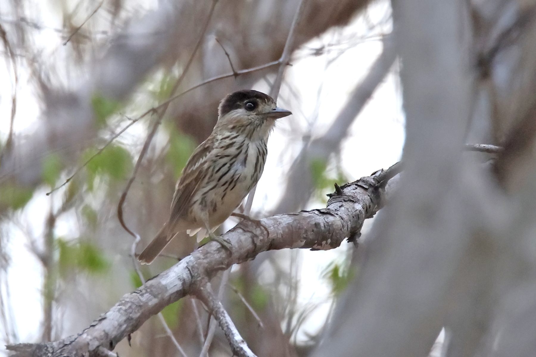 African Broadbill (image by János Oláh)