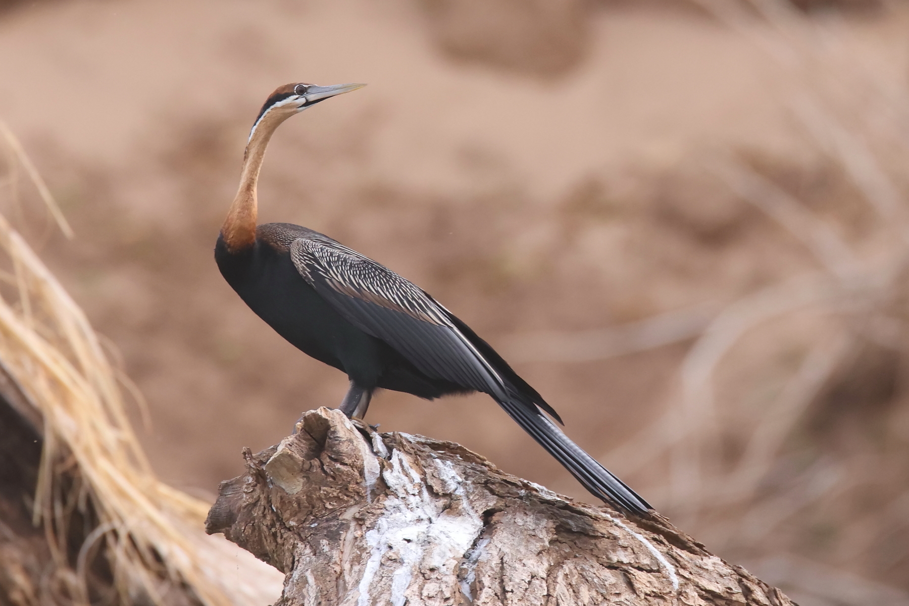 African Darter (image by János Oláh)