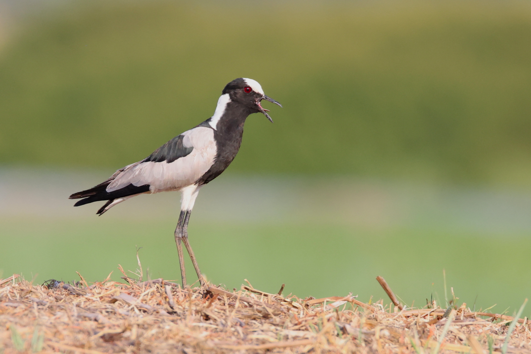 Blacksmith Plover (image by János Oláh)