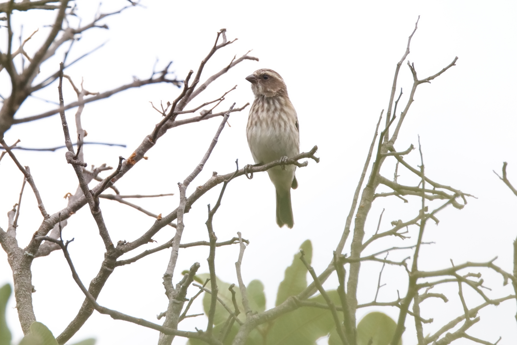 Reichard's Seedeater (image by János Oláh)