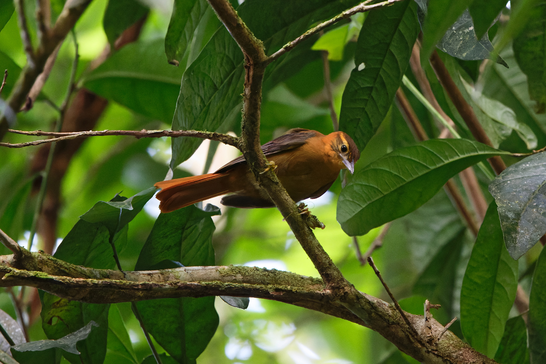 Slaty-winged Foliage-gleaner (image by Leo Garrigues)
