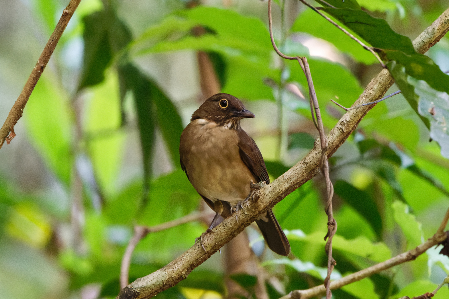 White-throated Thrush ssp coibensis (image by Leo Garrigues)