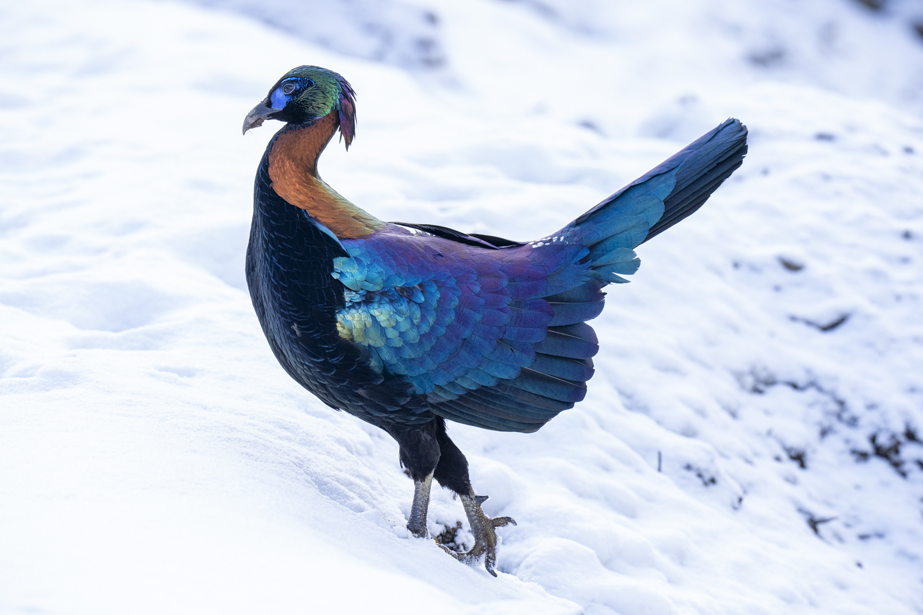 Chinese Monal (image by Mark Beaman)