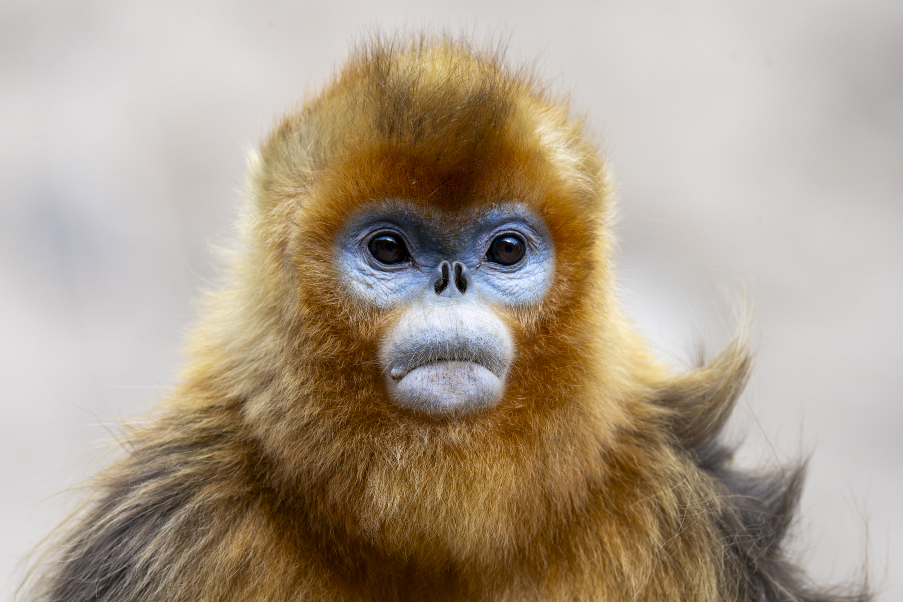 Golden Snub-nosed Monkey (image by Mark Beaman)