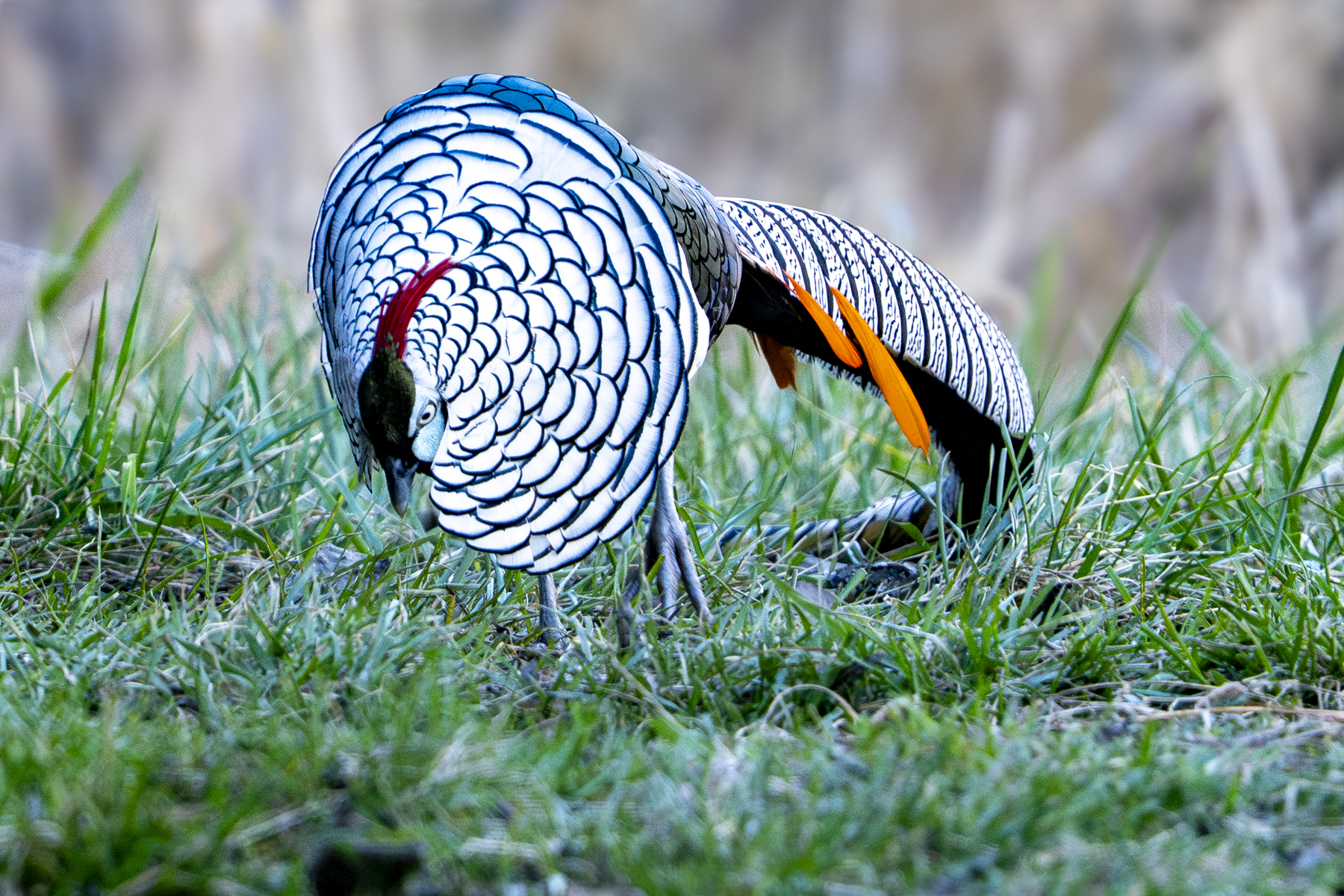 Lady Amherst's Pheasant in display (image by Mark Beaman)