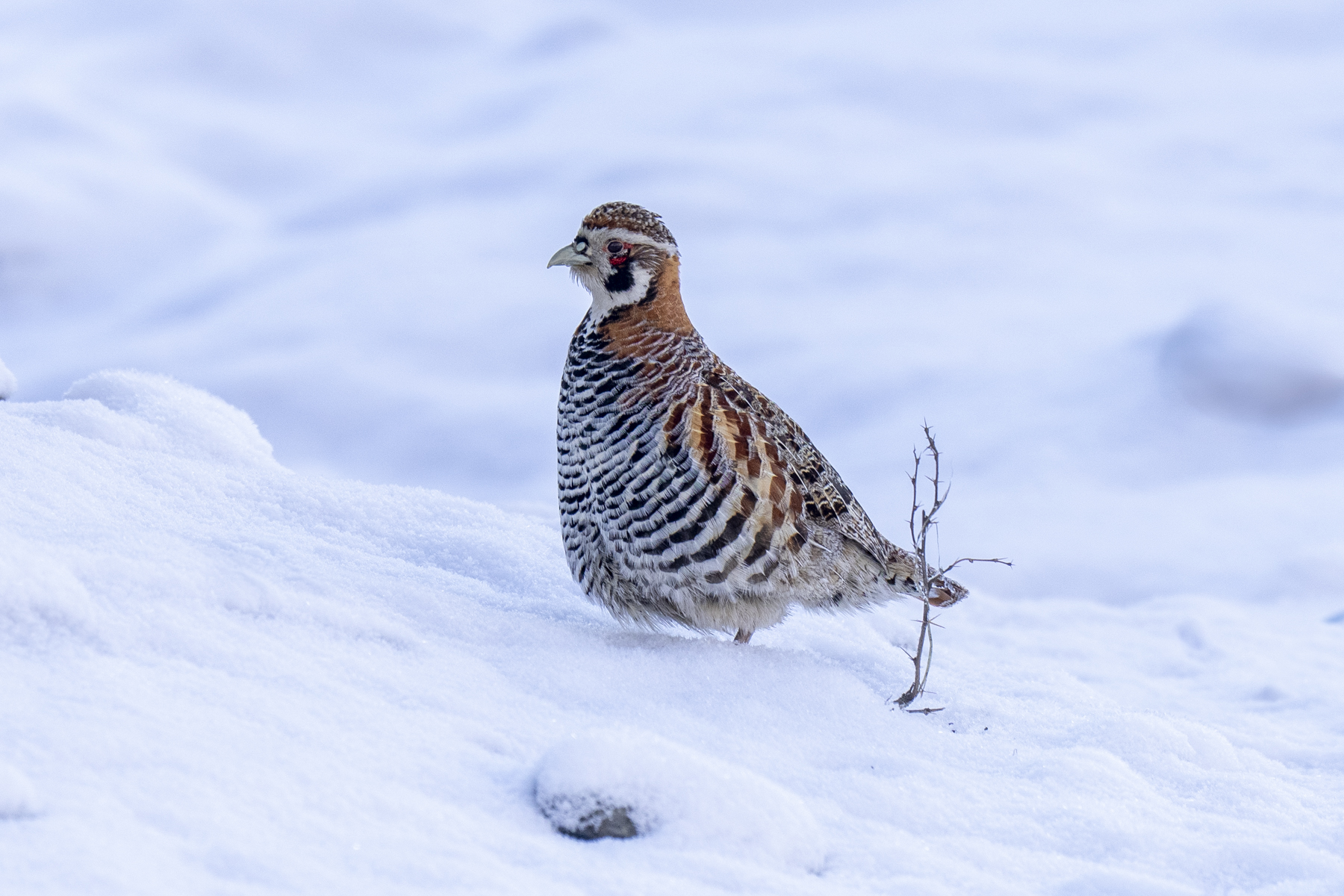 Tibetan Partridge (image by Mark Beaman)