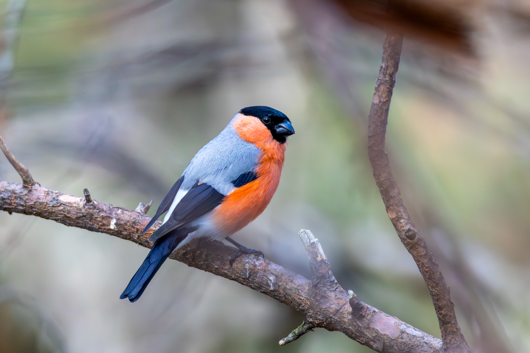 Eurasian Bullfinch (image by Aaron Budgor)