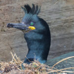 European Shag (image by Hannu Jännes)