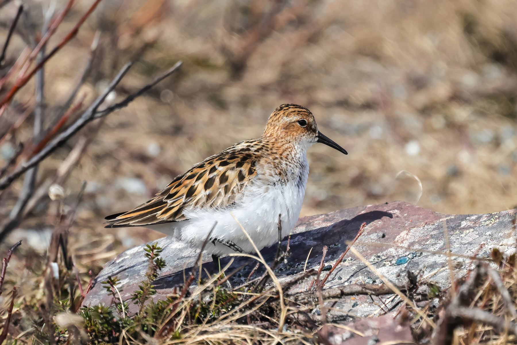 Little Stint (image by Hannu Jännes)